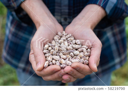 Harvest of white beans 58219700