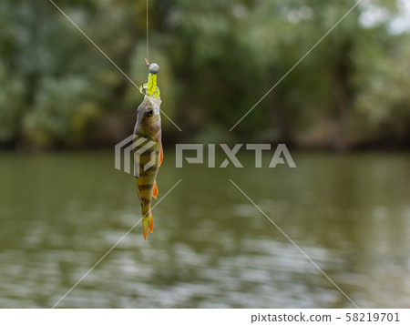 Perch on a fishing rod hook 58219701