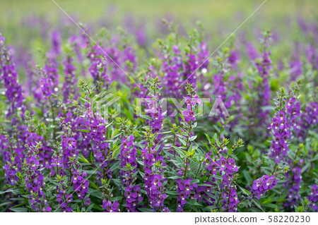 A purple angelonia 58220230