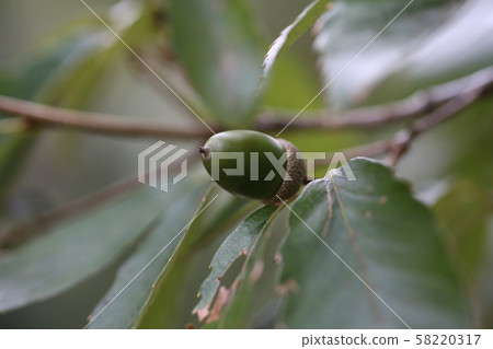 藍橡子 藍橡子 58220317