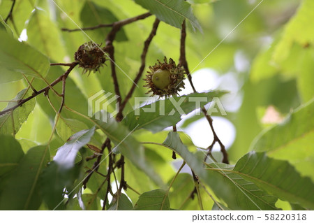 Blue acorn Blue acorn 58220318