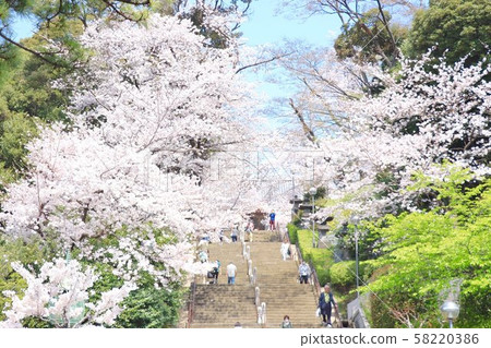 櫻花盛開 櫻花盛開 58220386