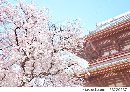 櫻花和寺廟 櫻花和寺廟 58220387