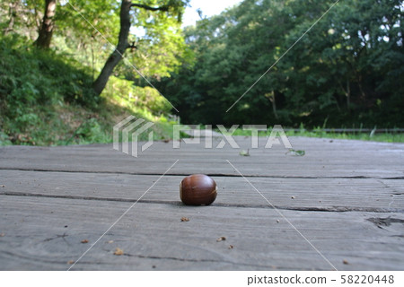 Acorn acorn 58220448