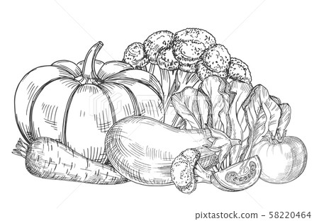 Sketch of fresh farm vegetables vector... - Stock Illustration ...