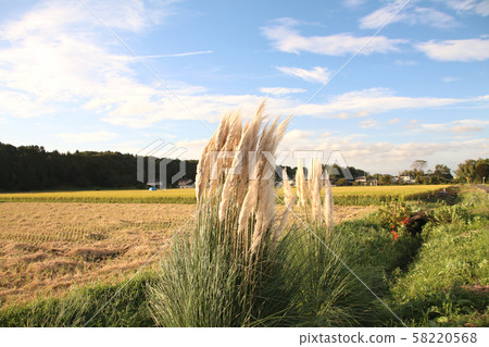 白金吉 白金吉 58220568