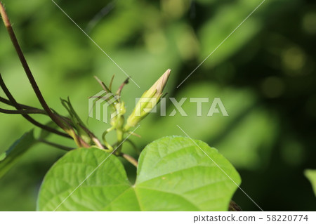 牽牛花的芽 58220774