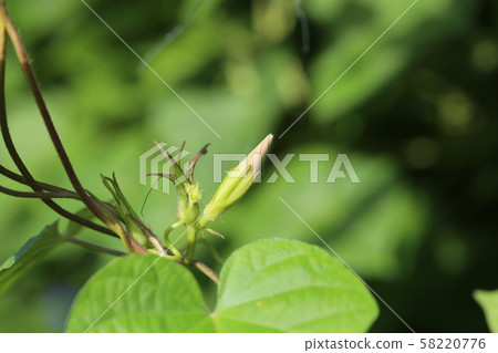 牽牛花的芽 58220776