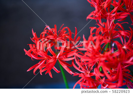 Cluster amaryllis without beard 58220923