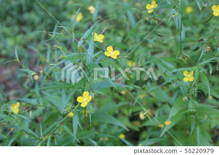 Butterfly Butterfly 58220979