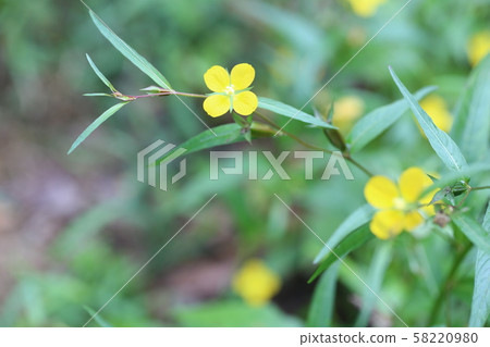 Butterfly Butterfly 58220980