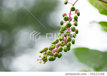 The pokeweed planted in early autumn 58221108
