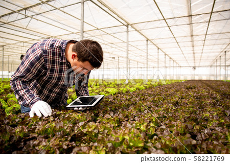 Male agronomist analyzes salad plants and looks at the tablet 58221769