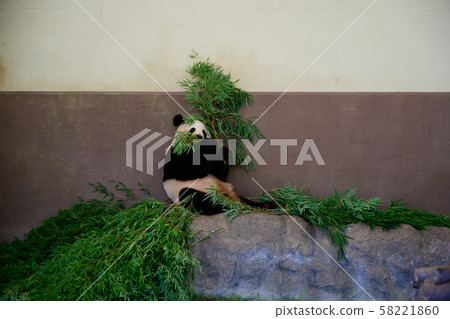 Panda 58221860