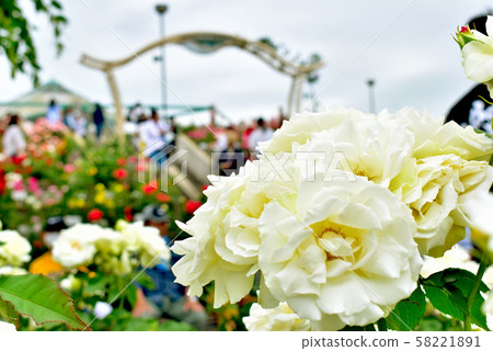 Fukuyama Rose Festival Fukuyama Rose Festival 58221891