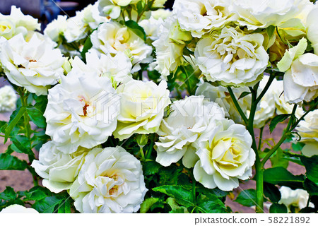 Fukuyama Rose Festival Fukuyama Rose Festival 58221892