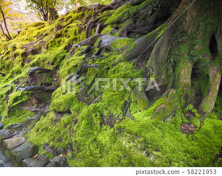 Beautiful green moss covered on the roots in the garden Beautiful green moss covered on the roots in the garden 58221953