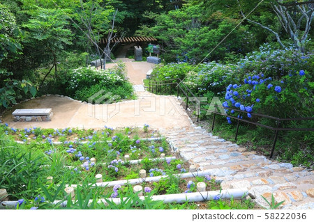 Hydrangea community at Maya Nature Observation Park Hydrangea community at Maya Nature Observation Park 58222036