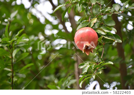Pomegranate (gypsum) 58222403