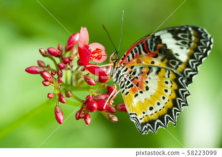 Leopard Lacewing Butterfly, Cethosia Cyanae, on red flower 58223099