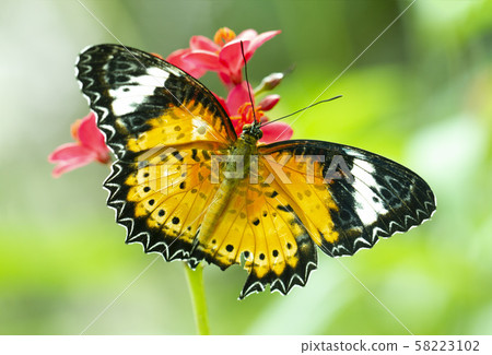 Leopard Lacewing Butterfly, Cethosia Cyanae, on red flower 58223102