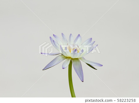 White waterlily on white background 58223258