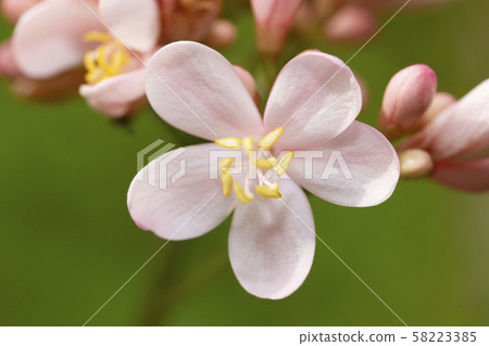 Close up image of pink jatropha integerrima flower Close up image of pink jatropha integerrima flower 58223385