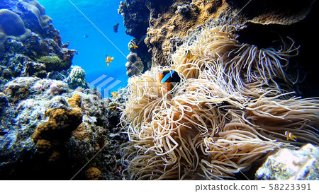 沖繩Akajima的anemonefish水下的照片 沖繩Akajima的anemonefish水下的照片 58223391