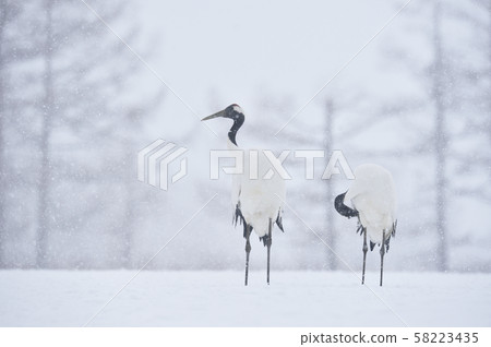 Japanese cranes (Tsurui, Hokkaido) I met at a snowstorm feeding station Japanese cranes (Tsurui, Hokkaido) I met at a snowstorm feeding station 58223435