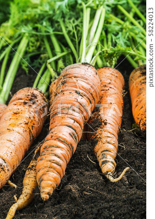 harvest ripe carrots lying on the ground harvest ripe carrots lying on the ground 58224013