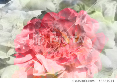 Rose abstract, Germany 58224044