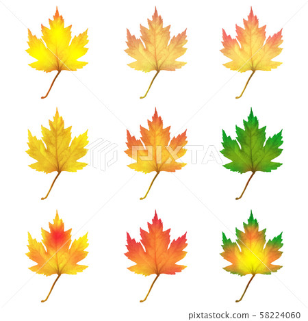 Realistic maple leaves isolated on white background Realistic maple leaves isolated on white background 58224060