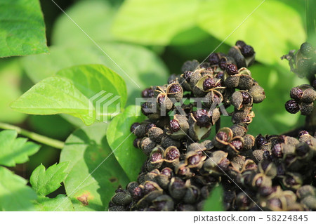 烏鴉張蕭的果實 烏鴉張蕭的果實 58224845