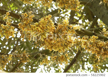 Durian flowers bud on durian tree 58225902