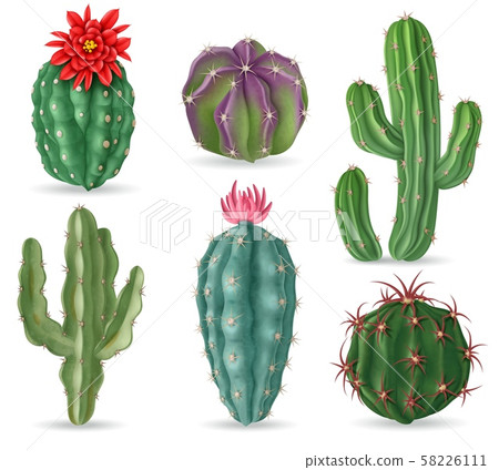 Realistic cactus. Decorative desert cactuses plants for mexican landscape and house interior. 3d Realistic cactus. Decorative desert cactuses plants for mexican landscape and house interior. 3d 58226111