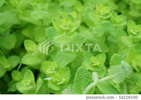 Apple mint Apple mint 58226580