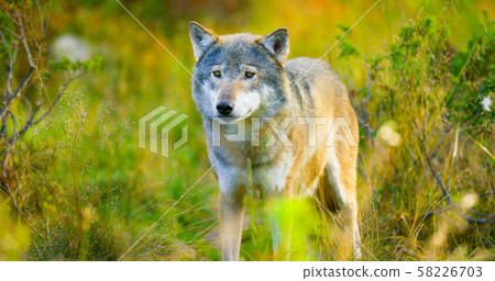 Large male grey wolf in autumn colored field in the forest Large male grey wolf in autumn colored field in the forest 58226703