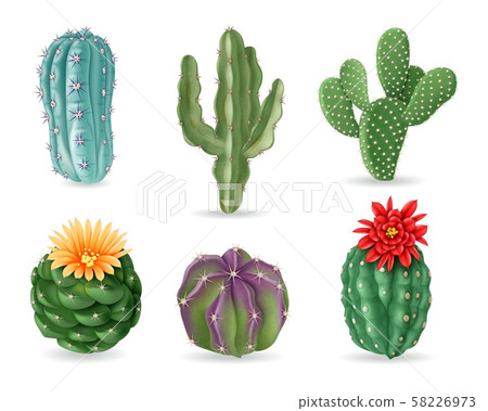 Realistic cactuses. Decorative desert exotic cactus prickly plants. Wild and houseplant succulent Realistic cactuses. Decorative desert exotic cactus prickly plants. Wild and houseplant succulent 58226973