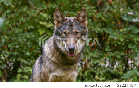 Wolf Face Close Up Wolf Face Close Up 58227497
