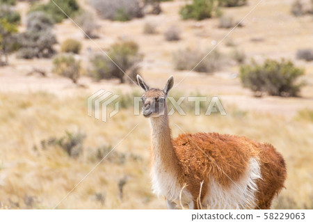 Guanaco close up. Punta Tombo penguin colony, 58229063