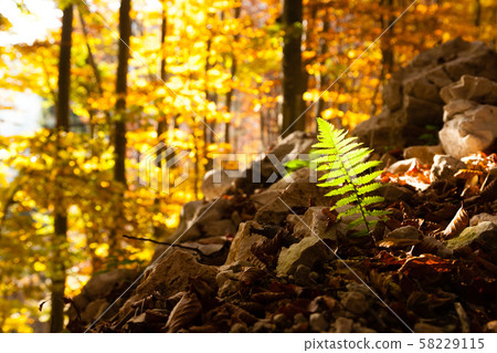 Fern leaf close up, autumn background Fern leaf close up, autumn background 58229115