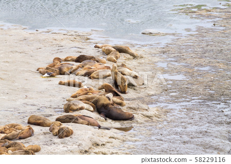 Elephant seals on Caleta Valdes beach, Patagonia, 58229116