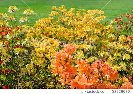 Rhododendron flowers in a city park in spring. Rhododendron flowers in a city park in spring. 58229680