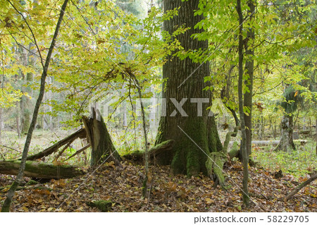 Lonely old oak tree in fall 58229705