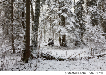 Snowy coniferous stand 58229791