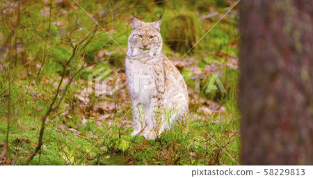 Proud young european lynx sits in the autumn forest Proud young european lynx sits in the autumn forest 58229813