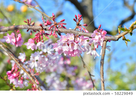 A photo of a cherry tree branch flower that is presumed to be rainy weeping 58229849