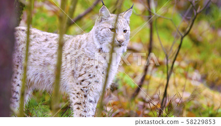 Young and playfull lynx cat standing in the forest 58229853