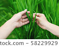 Human hands and scenes of green rice fields 58229929