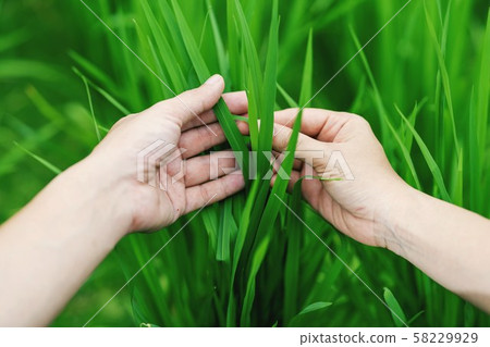 Human hands and scenes of green rice fields Human hands and scenes of green rice fields 58229929
